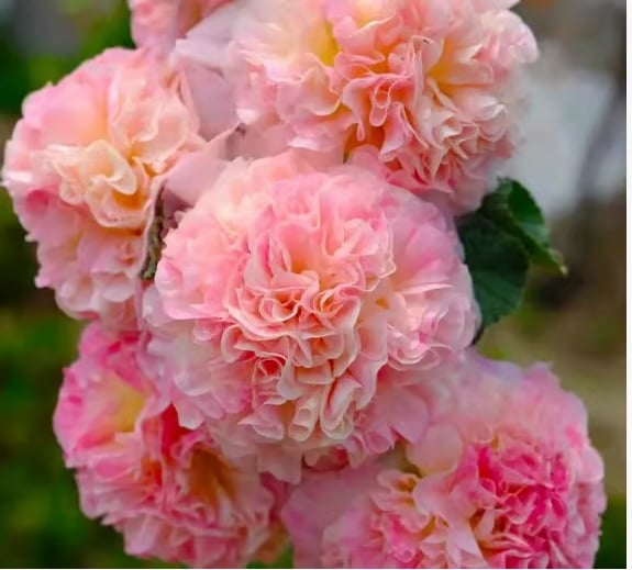 ๐ 50K+ SOLD!๐บDouble Hollyhock Seeds โ Fall & Winter Planting, Perennial Blooms & Stunning Garden Elegance ๐