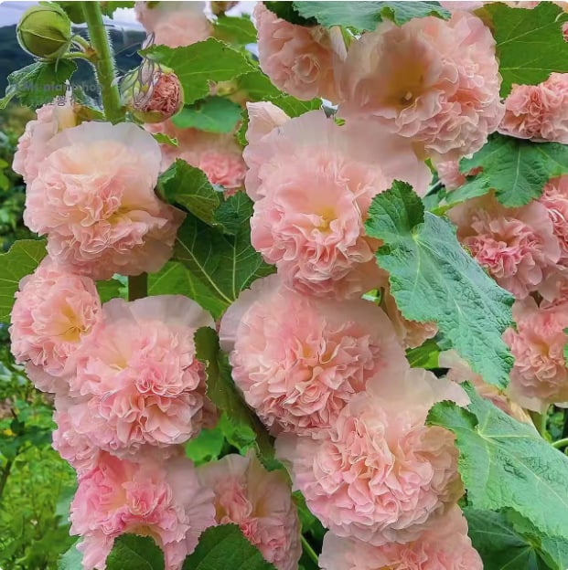 🏆 50K+ SOLD!🌺Double Hollyhock Seeds – Fall & Winter Planting, Perennial Blooms & Stunning Garden Elegance 🍂
