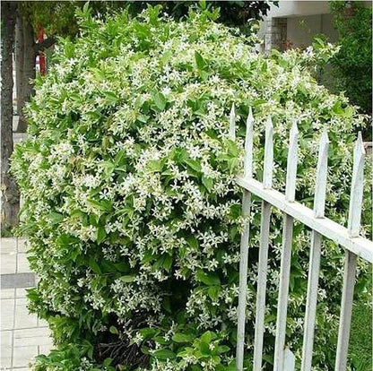 🔥Last day clearance🌷Climbing Silver Jasmine Seeds🌸 For Natural Fragrance Haven