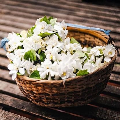 🔥Last day clearance🌷Climbing Silver Jasmine Seeds🌸 For Natural Fragrance Haven
