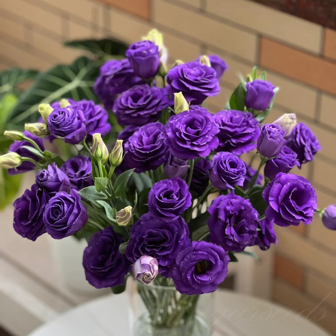 🔥Hot Sale 50% OFF🌱Hardy Perennial Lisianthus Seeds RHS Certified for British Garden Beds Beginner Friendly