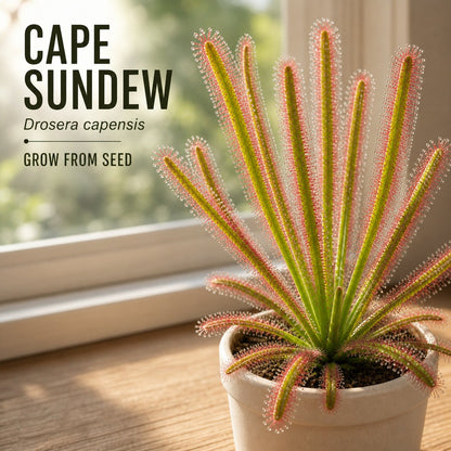 Grow-Your-Own Carnivorous Plant Seed Trio