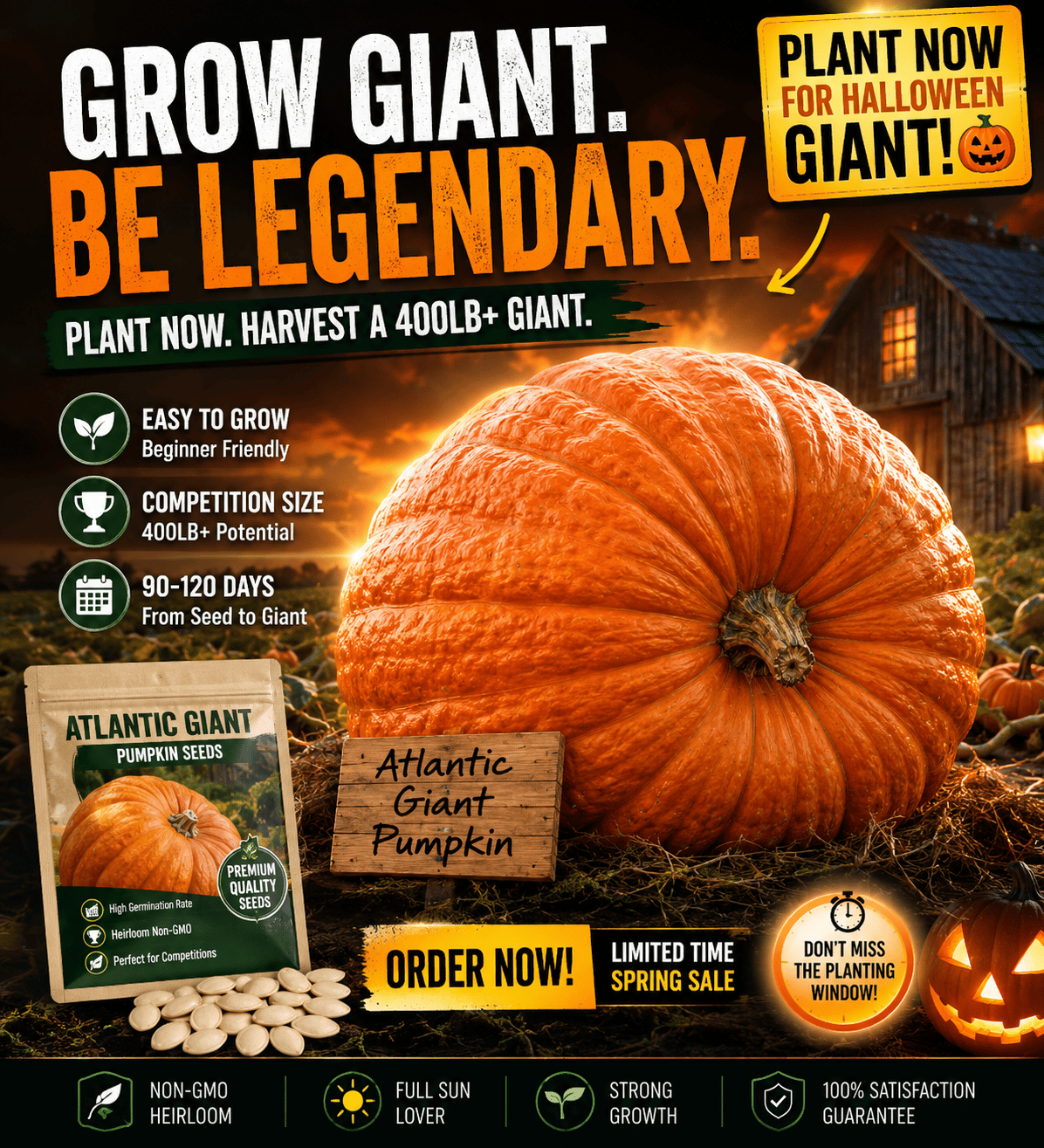 🎃 Grow Your Own Giant Pumpkins – Atlantic Giant Heirloom Seeds