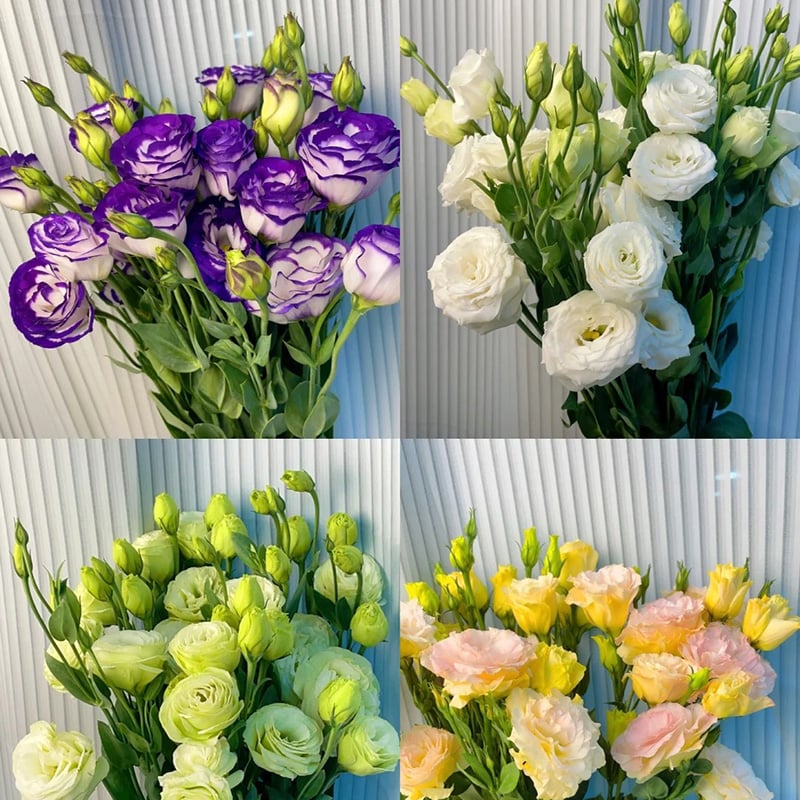 🔥Hot Sale 50% OFF🌱Hardy Perennial Lisianthus Seeds RHS Certified for British Garden Beds Beginner Friendly