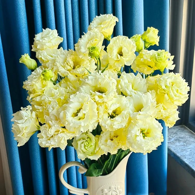 🔥Hot Sale 50% OFF🌱Hardy Perennial Lisianthus Seeds RHS Certified for British Garden Beds Beginner Friendly
