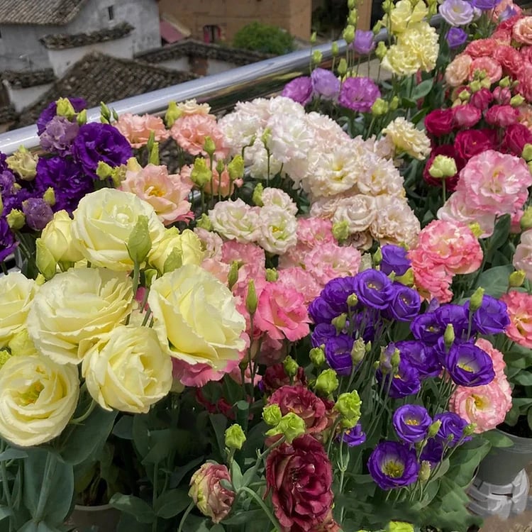 🔥Hot Sale 50% OFF🌱Hardy Perennial Lisianthus Seeds RHS Certified for British Garden Beds Beginner Friendly
