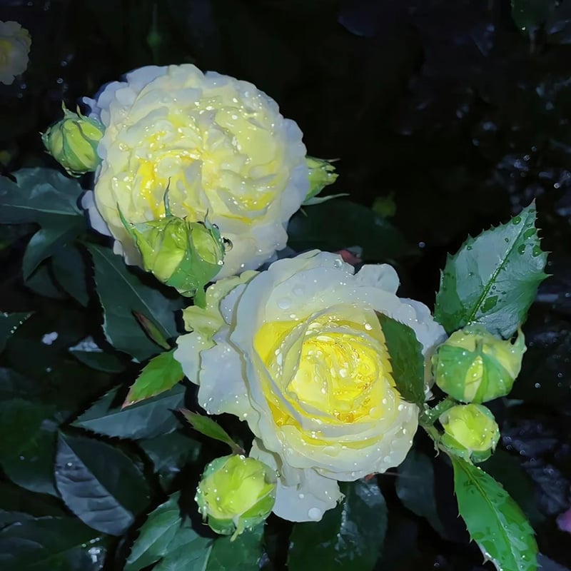 🌱12 Days Germination🔥Eustoma Thornless Rose💐Lisanthus Seeds