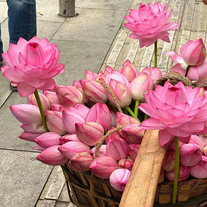 🌸[7 days germination]🔥HOT SALE - 49% OFF💐The Sacred Bonsai Bowl Lotus Flower Seeds