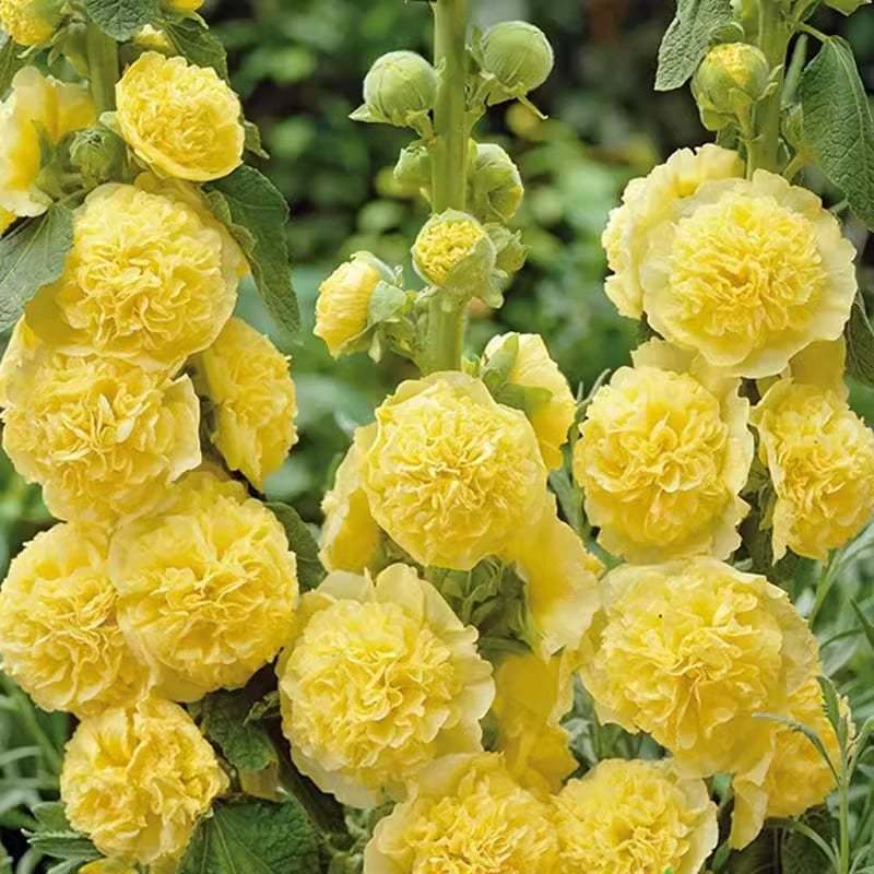 🏆 50K+ SOLD!🌺Double Hollyhock Seeds – Fall & Winter Planting, Perennial Blooms & Stunning Garden Elegance 🍂