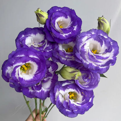 🔥Hot Sale 50% OFF🌱Hardy Perennial Lisianthus Seeds RHS Certified for British Garden Beds Beginner Friendly