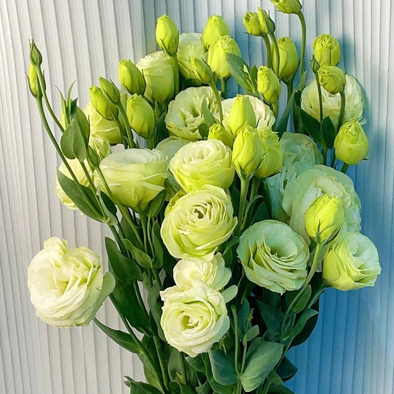 🔥Hot Sale 50% OFF🌱Hardy Perennial Lisianthus Seeds RHS Certified for British Garden Beds Beginner Friendly