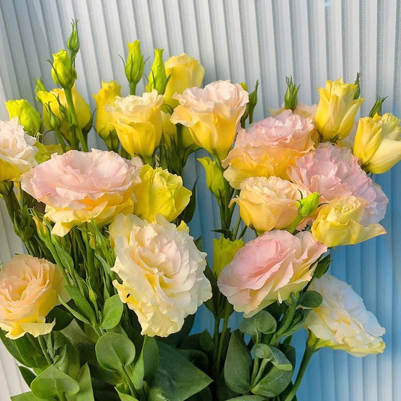 🔥Hot Sale 50% OFF🌱Hardy Perennial Lisianthus Seeds RHS Certified for British Garden Beds Beginner Friendly