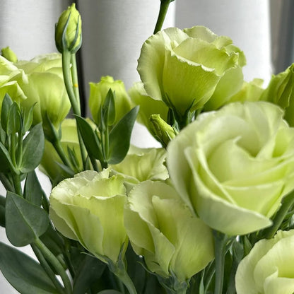 🔥Hot Sale 50% OFF🌱Hardy Perennial Lisianthus Seeds RHS Certified for British Garden Beds Beginner Friendly