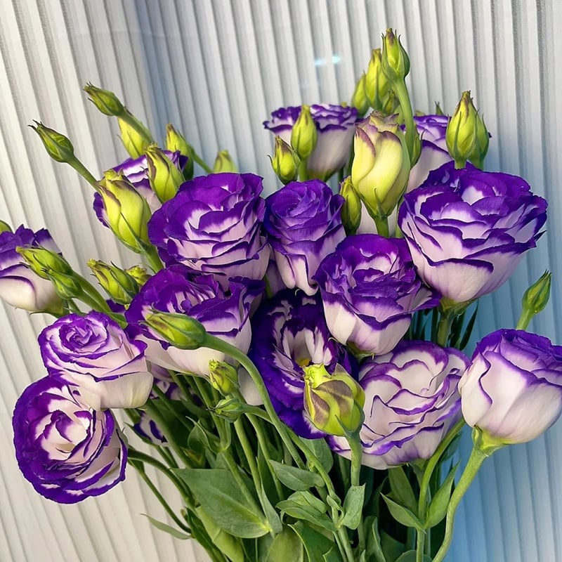 🔥Hot Sale 50% OFF🌱Hardy Perennial Lisianthus Seeds RHS Certified for British Garden Beds Beginner Friendly