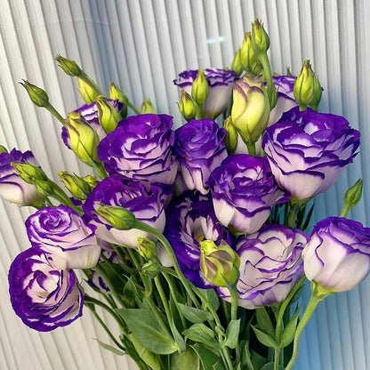 🌱12 Days Germination🔥Eustoma Thornless Rose💐Lisanthus Seeds