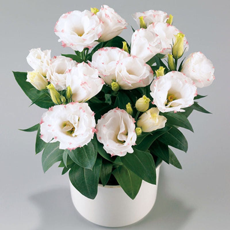 🔥Hot Sale 50% OFF🌱Hardy Perennial Lisianthus Seeds RHS Certified for British Garden Beds Beginner Friendly