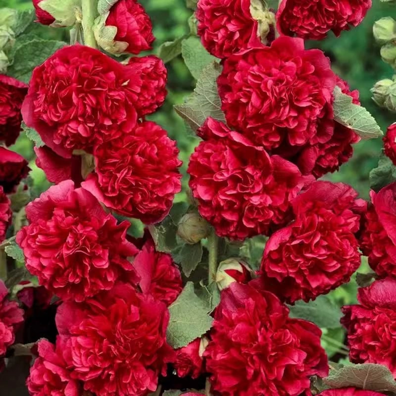 🏆 50K+ SOLD!🌺Double Hollyhock Seeds – Fall & Winter Planting, Perennial Blooms & Stunning Garden Elegance 🍂