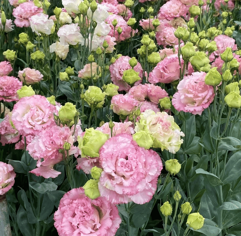 🌱12 Days Germination🔥Eustoma Thornless Rose💐Lisanthus Seeds