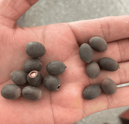 🌸[7 days germination]🔥HOT SALE - 49% OFF💐The Sacred Bonsai Bowl Lotus Flower Seeds