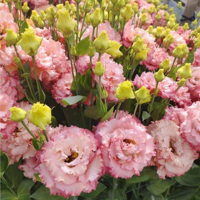 🔥Hot Sale 50% OFF🌱Hardy Perennial Lisianthus Seeds RHS Certified for British Garden Beds Beginner Friendly