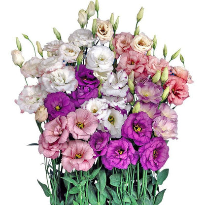 🔥Hot Sale 50% OFF🌱Hardy Perennial Lisianthus Seeds RHS Certified for British Garden Beds Beginner Friendly
