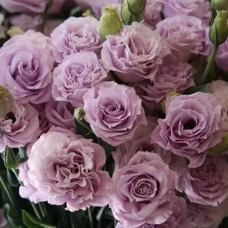 🔥Hot Sale 50% OFF🌱Hardy Perennial Lisianthus Seeds RHS Certified for British Garden Beds Beginner Friendly