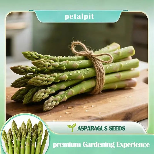 🌿Four Seasons Asparagus Mary Washington Seeds – Perennial, Tender, Nutrient