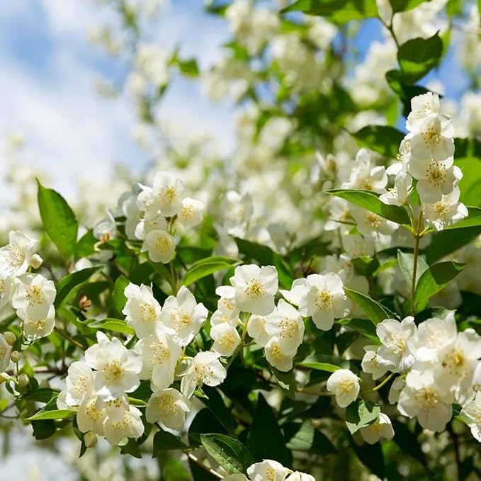 🔥Last day clearance🌷Climbing Silver Jasmine Seeds🌸 For Natural Fragrance Haven