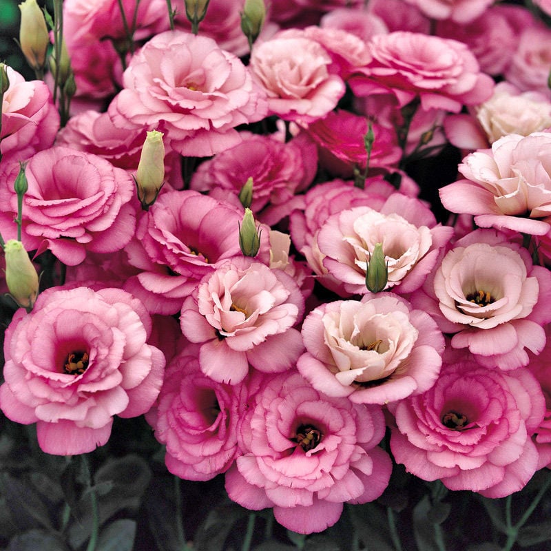 🔥Hot Sale 50% OFF🌱Hardy Perennial Lisianthus Seeds RHS Certified for British Garden Beds Beginner Friendly