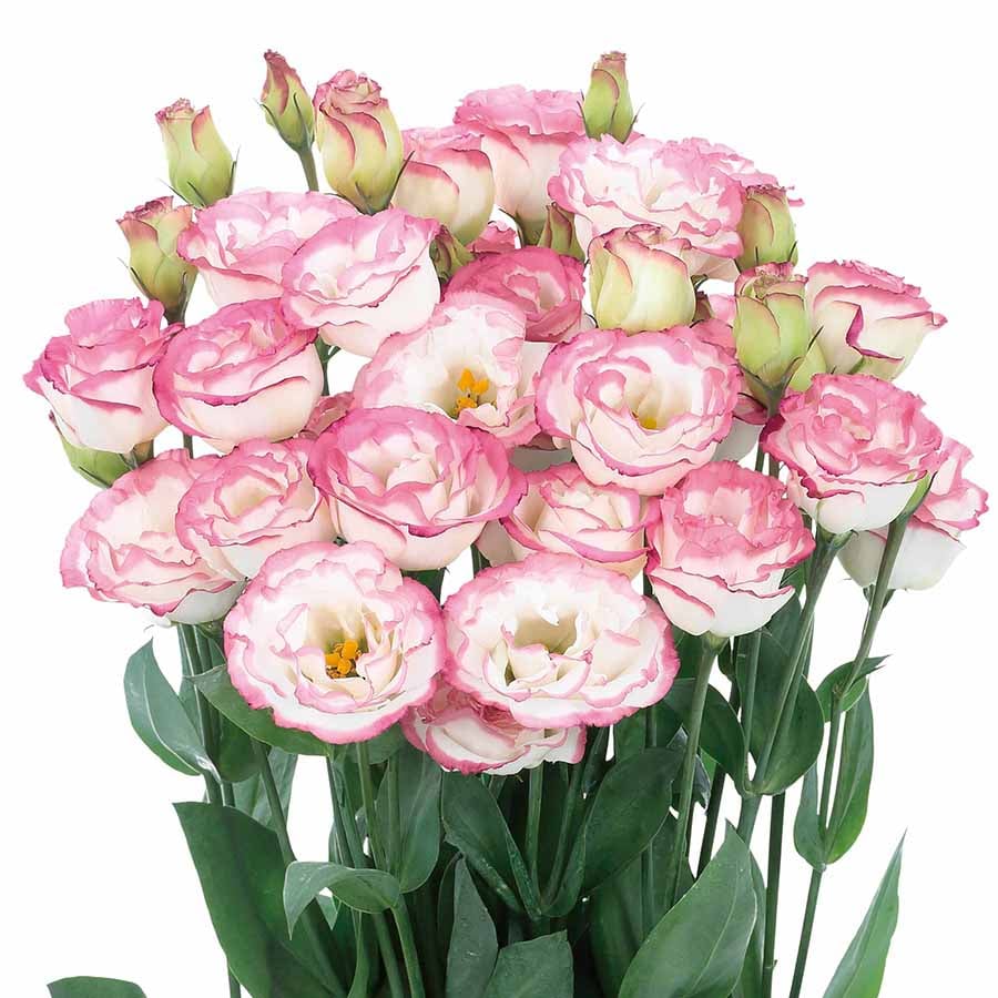 🔥Hot Sale 50% OFF🌱Hardy Perennial Lisianthus Seeds RHS Certified for British Garden Beds Beginner Friendly