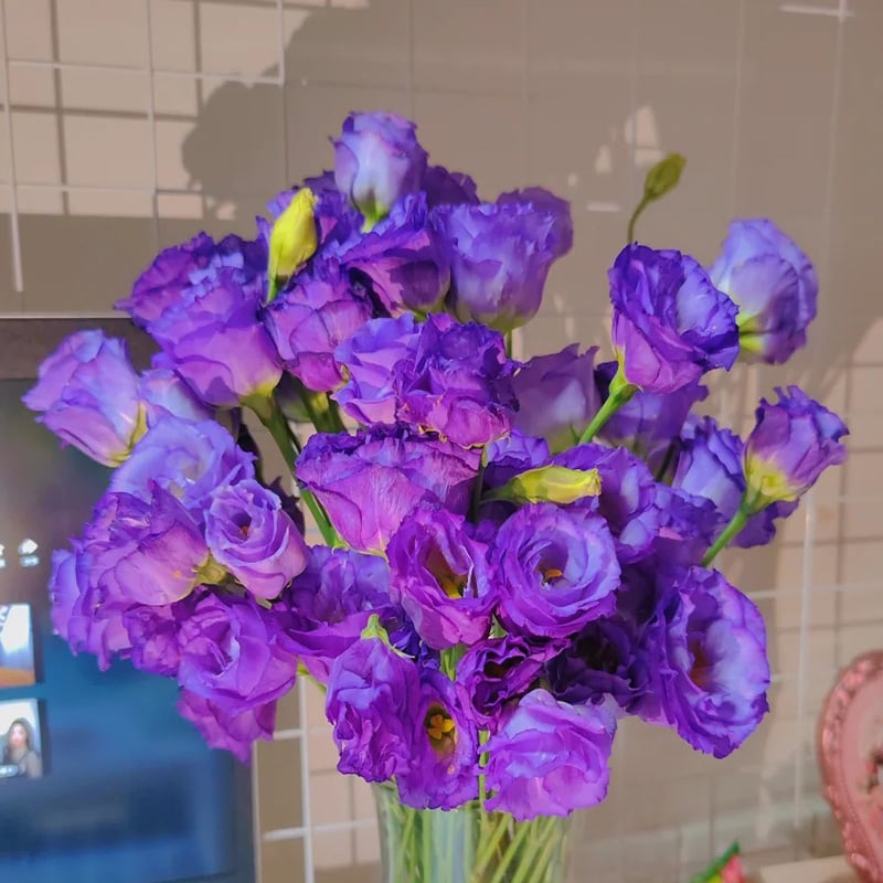 🌱12 Days Germination🔥Eustoma Thornless Rose💐Lisanthus Seeds