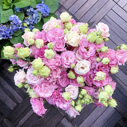 🔥Hot Sale 50% OFF🌱Hardy Perennial Lisianthus Seeds RHS Certified for British Garden Beds Beginner Friendly