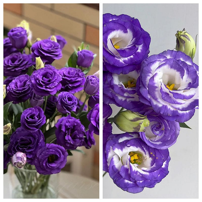 🔥Hot Sale 50% OFF🌱Hardy Perennial Lisianthus Seeds RHS Certified for British Garden Beds Beginner Friendly
