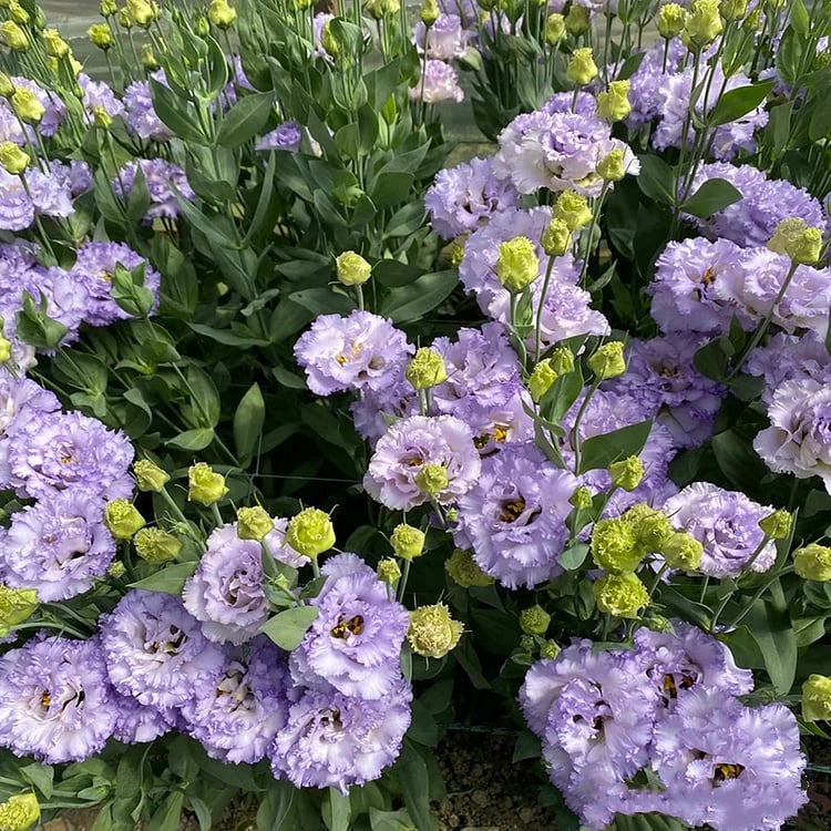 🔥Hot Sale 50% OFF🌱Hardy Perennial Lisianthus Seeds RHS Certified for British Garden Beds Beginner Friendly