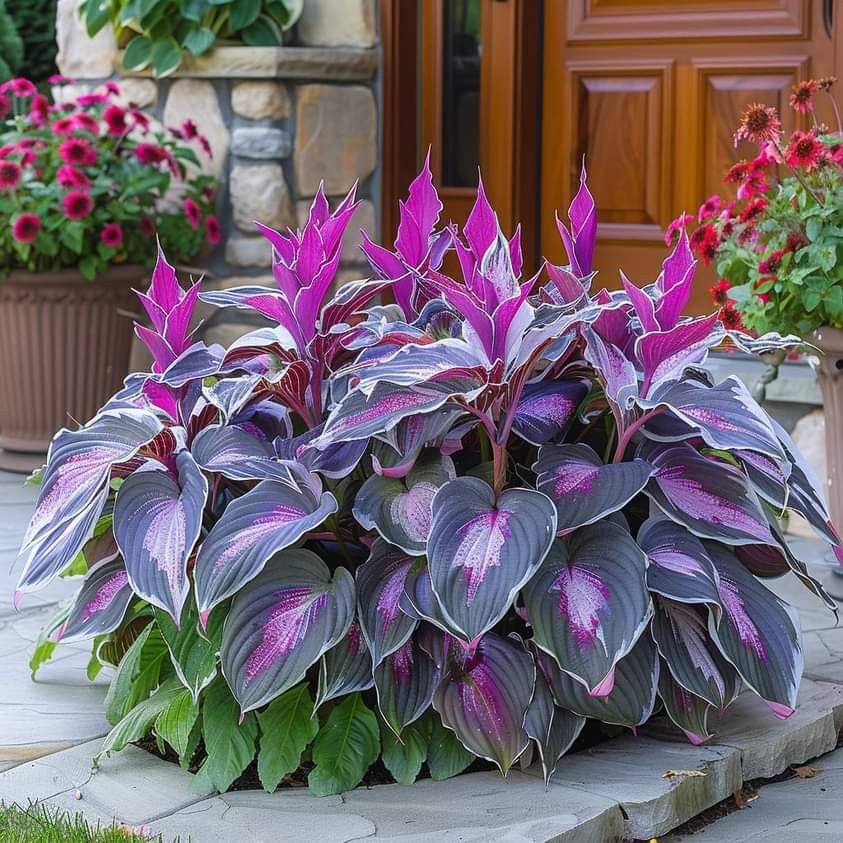 🔥Last day clearance🔥Premium Rare Hosta Seeds🌌Shade-Tolerant Plant