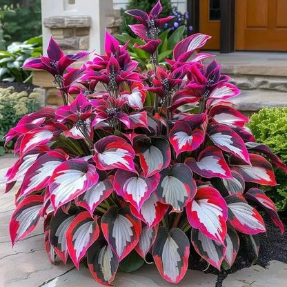 🔥Last day clearance🔥Premium Rare Hosta Seeds🌌Shade-Tolerant Plant