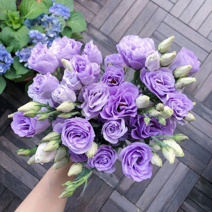 🔥Hot Sale 50% OFF🌱Hardy Perennial Lisianthus Seeds RHS Certified for British Garden Beds Beginner Friendly