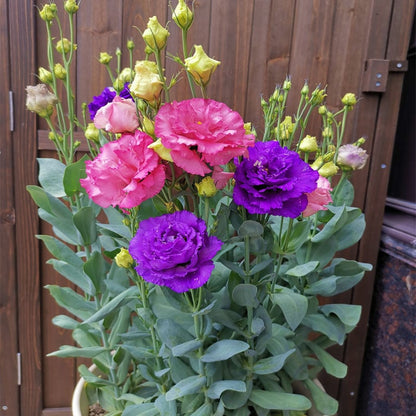 🔥Hot Sale 50% OFF🌱Hardy Perennial Lisianthus Seeds RHS Certified for British Garden Beds Beginner Friendly