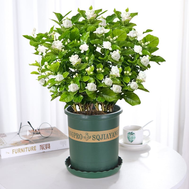 🔥Last day clearance🌷Climbing Silver Jasmine Seeds🌸 For Natural Fragrance Haven