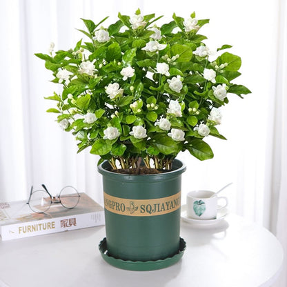 🔥Last day clearance🌷Climbing Silver Jasmine Seeds🌸 For Natural Fragrance Haven