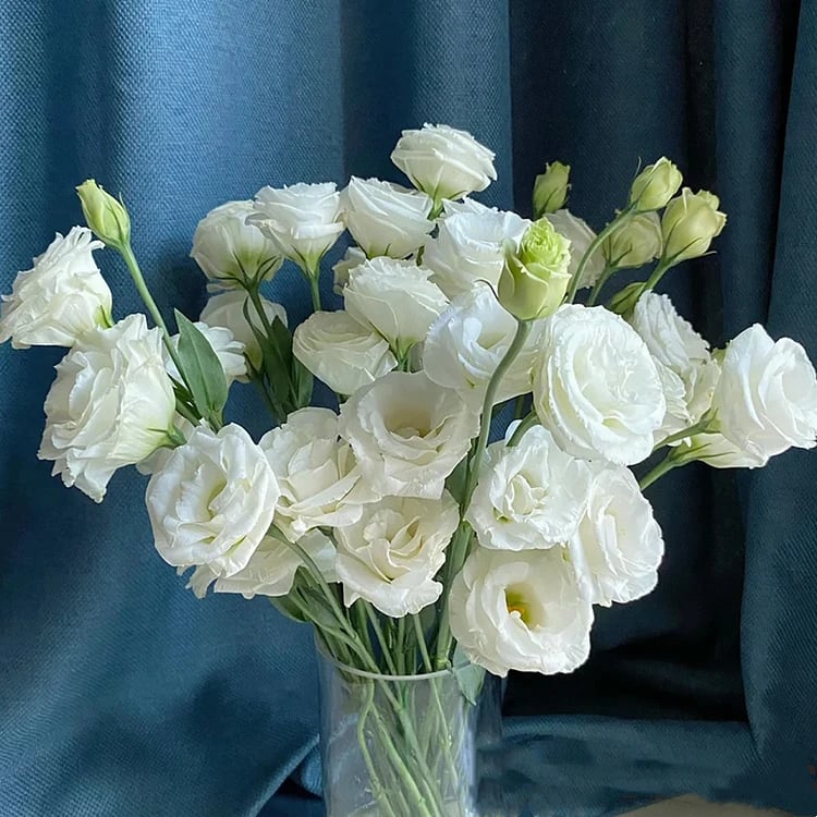 🌱12 Days Germination🔥Eustoma Thornless Rose💐Lisanthus Seeds