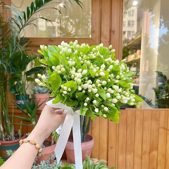 🔥Last day clearance🌷Climbing Silver Jasmine Seeds🌸 For Natural Fragrance Haven