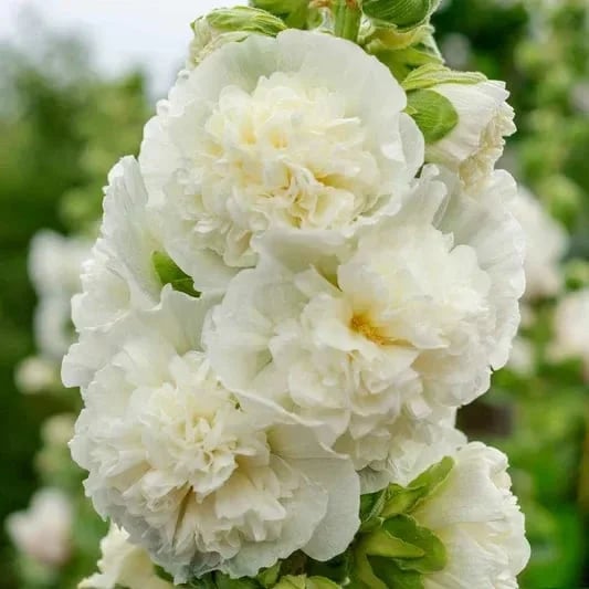 🏆 50K+ SOLD!🌺Double Hollyhock Seeds – Fall & Winter Planting, Perennial Blooms & Stunning Garden Elegance 🍂