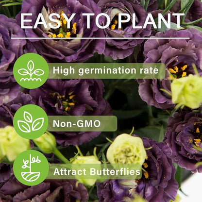 🔥Hot Sale 50% OFF🌱Hardy Perennial Lisianthus Seeds RHS Certified for British Garden Beds Beginner Friendly