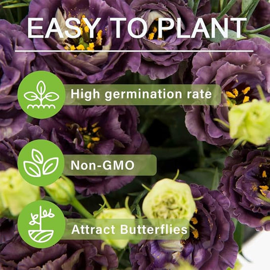 🌱12 Days Germination🔥Eustoma Thornless Rose💐Lisanthus Seeds