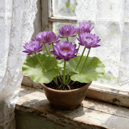 🌸[7 days germination]🔥HOT SALE - 49% OFF💐The Sacred Bonsai Bowl Lotus Flower Seeds