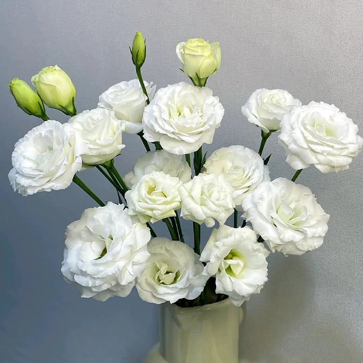 🔥Hot Sale 50% OFF🌱Hardy Perennial Lisianthus Seeds RHS Certified for British Garden Beds Beginner Friendly