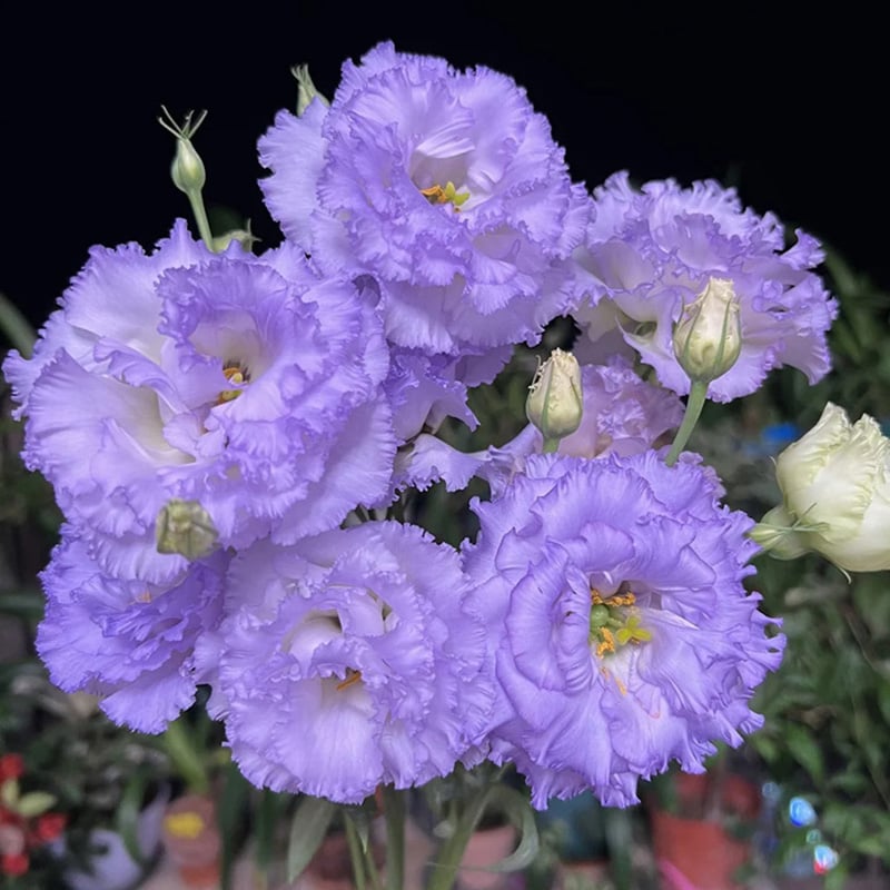 🔥Hot Sale 50% OFF🌱Hardy Perennial Lisianthus Seeds RHS Certified for British Garden Beds Beginner Friendly