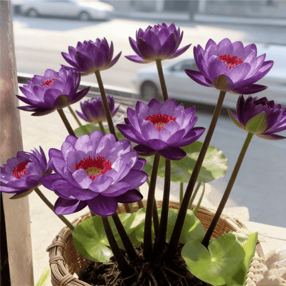 🌸[7 days germination]🔥HOT SALE - 49% OFF💐The Sacred Bonsai Bowl Lotus Flower Seeds