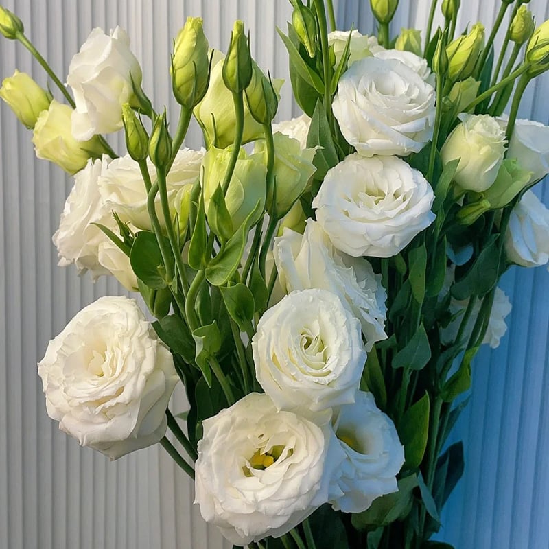 🔥Hot Sale 50% OFF🌱Hardy Perennial Lisianthus Seeds RHS Certified for British Garden Beds Beginner Friendly
